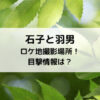 石子と羽男ロケ地撮影場所！目撃情報は？